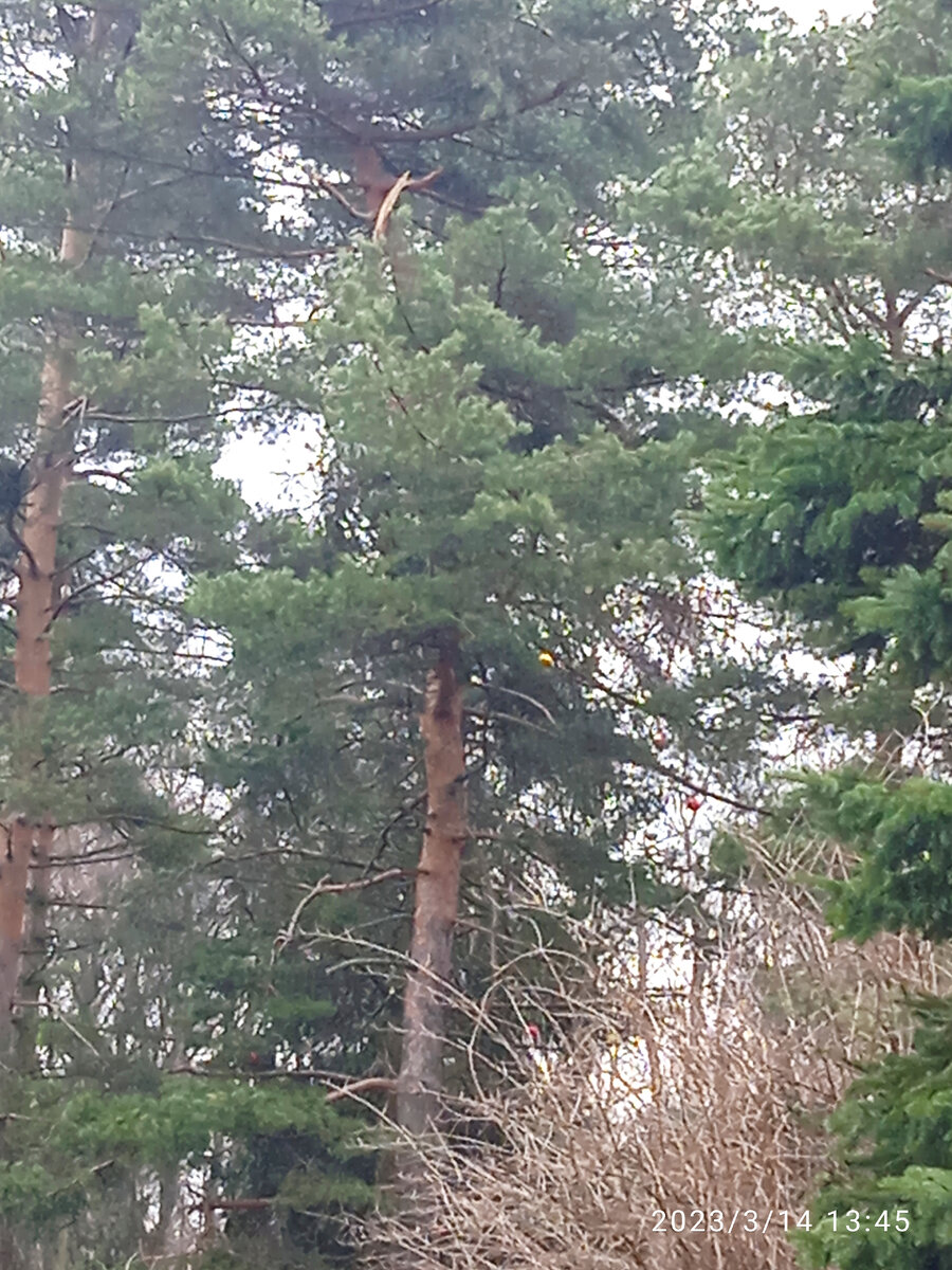 Хвойные деревья в парке