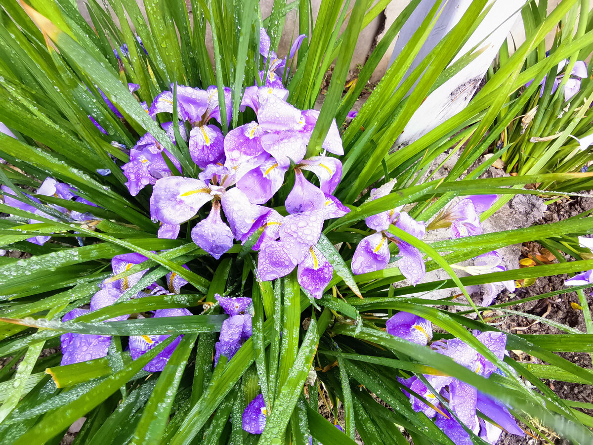 Цветы в каплях дождя. Ирисы или кукушкины слёзки?