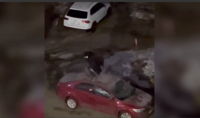    В Оренбурге 22-летний дебошир повредил несколько автомобилей на ул. Ленинградской Кристина Просвиркина