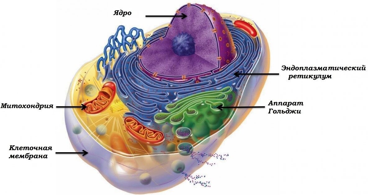  На картинке — состав клетки типичного угнетателя.
