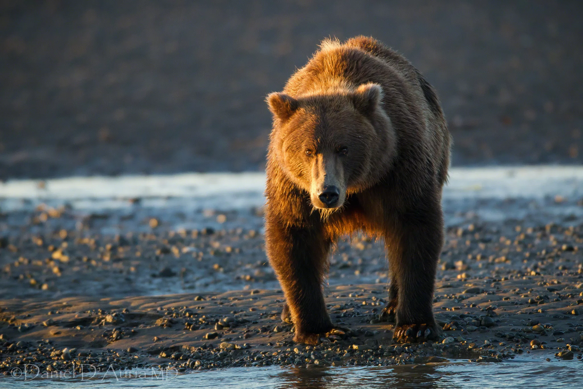 🐻 Что делать при нападении медведя? | В диких условиях | Дзен