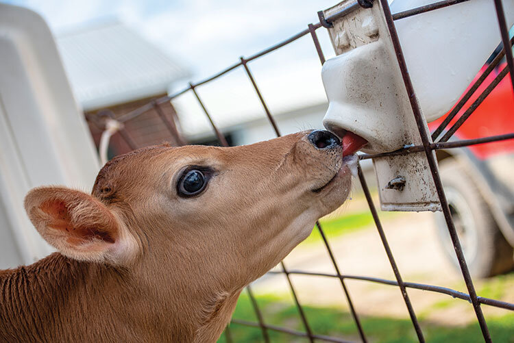 The author is a professor of animal sciences at University of Illinois Urbana-Champaign.