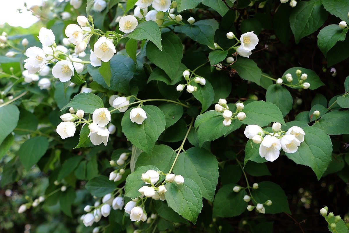 жасмин садовый