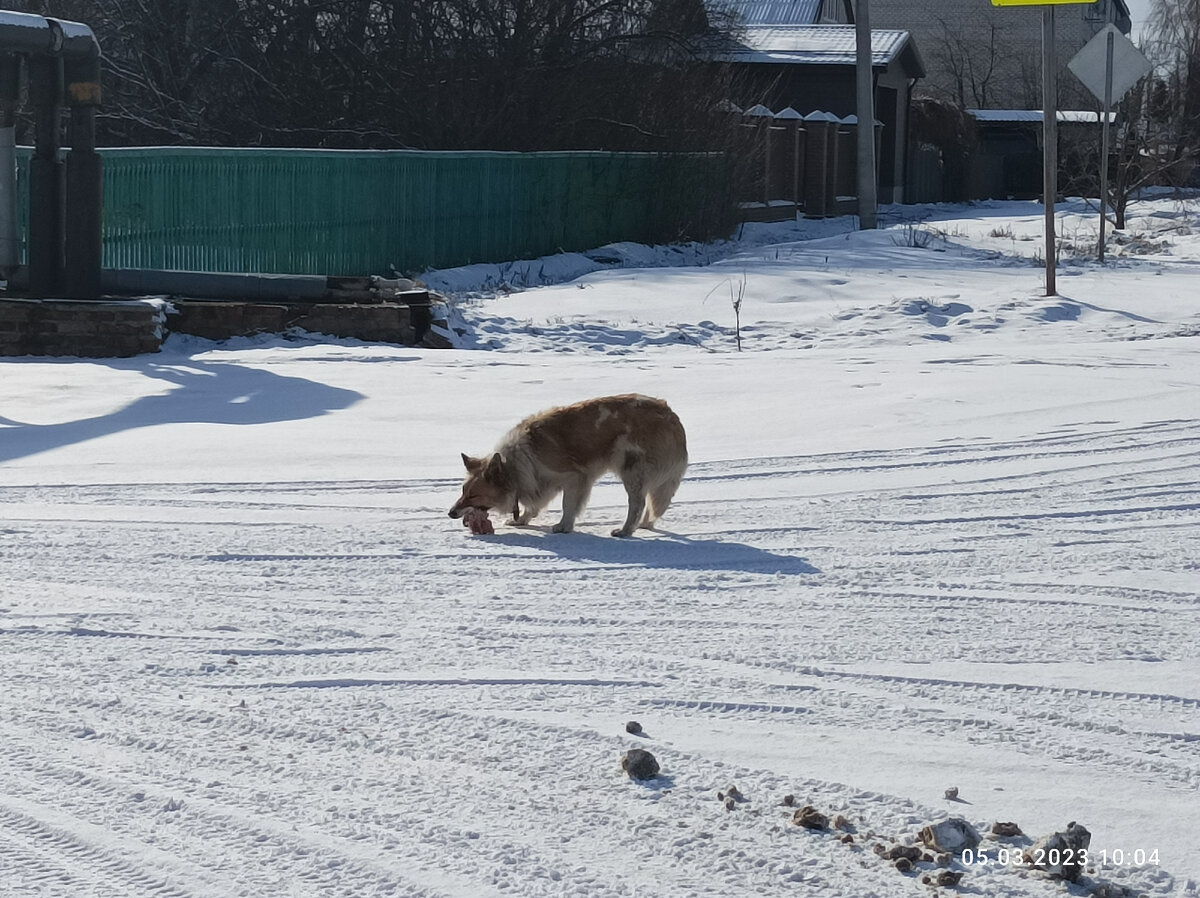 Другая бездомная собачка