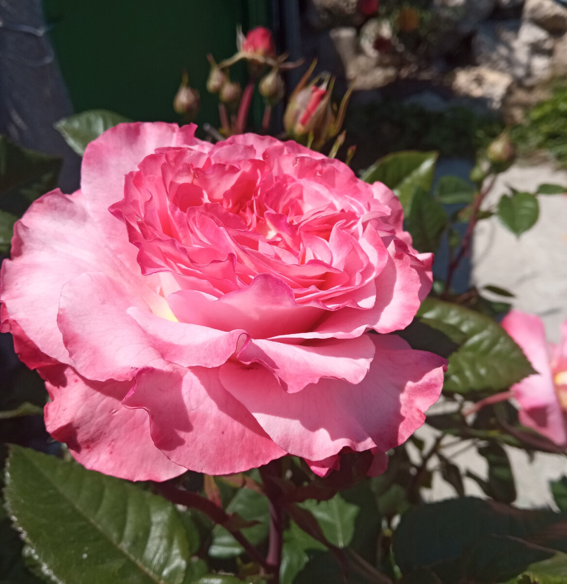 Мое одушевленное Аугуста Луиза. Фото автора.