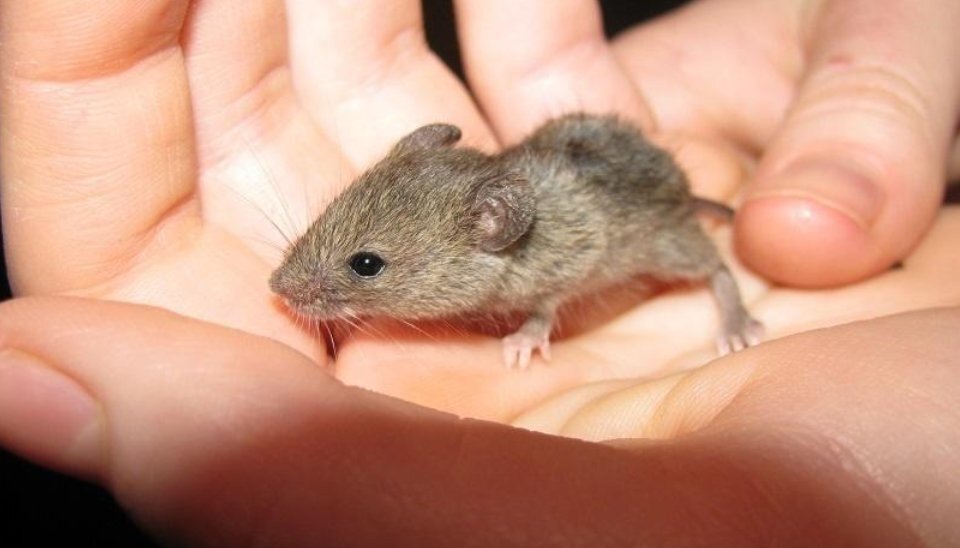 Что означает видеть мышь. Ручная мышь. Мышь плинтусная. К чему снится большая мышь. Микромыши.