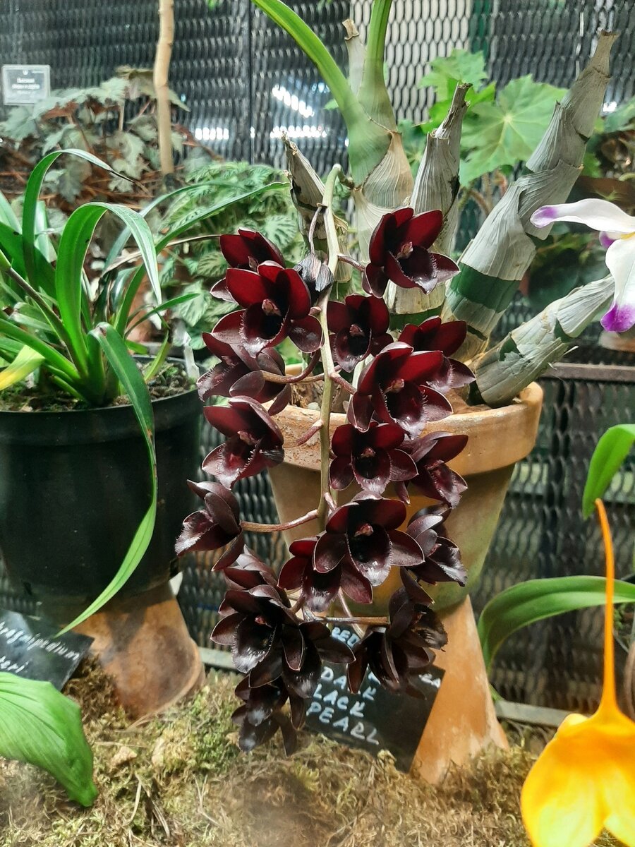 Чёрная орхидея в "Аптекарском огороде" 