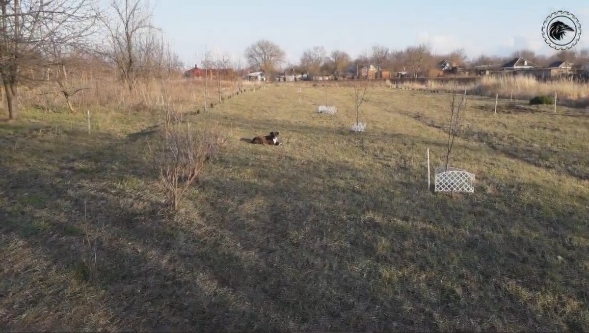 Бродячие собаки на нашем участке чувствуют себя как дома