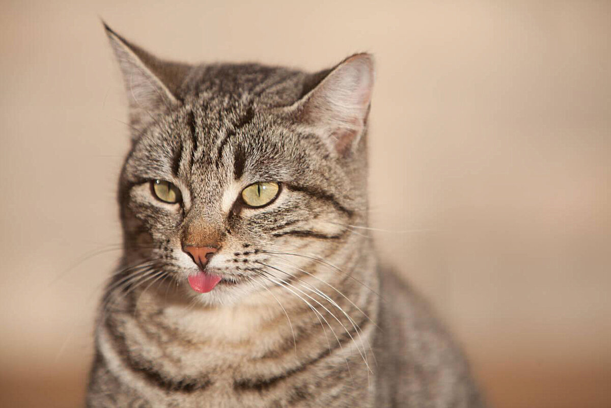 Не стоит думать, что высунутым языком питомец дразнит хозяина.