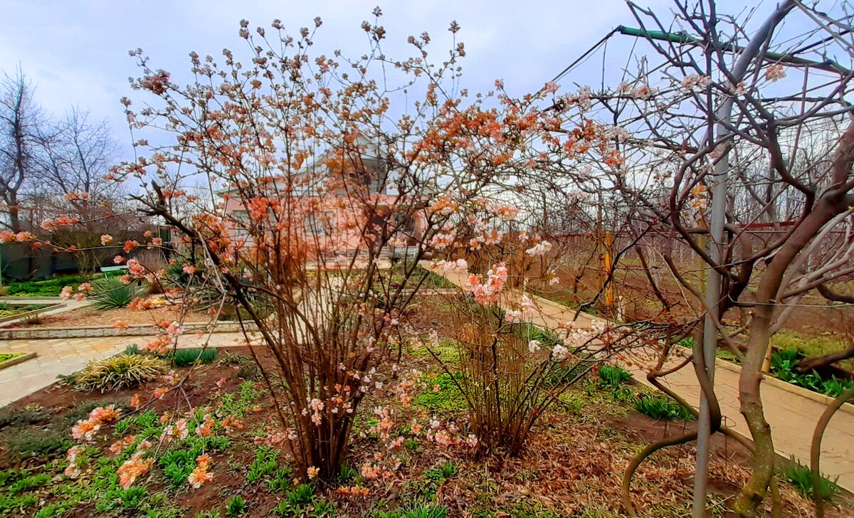 Калина зимнецветущая, холод ей не страшен  (фото от 17 марта 2023 года)