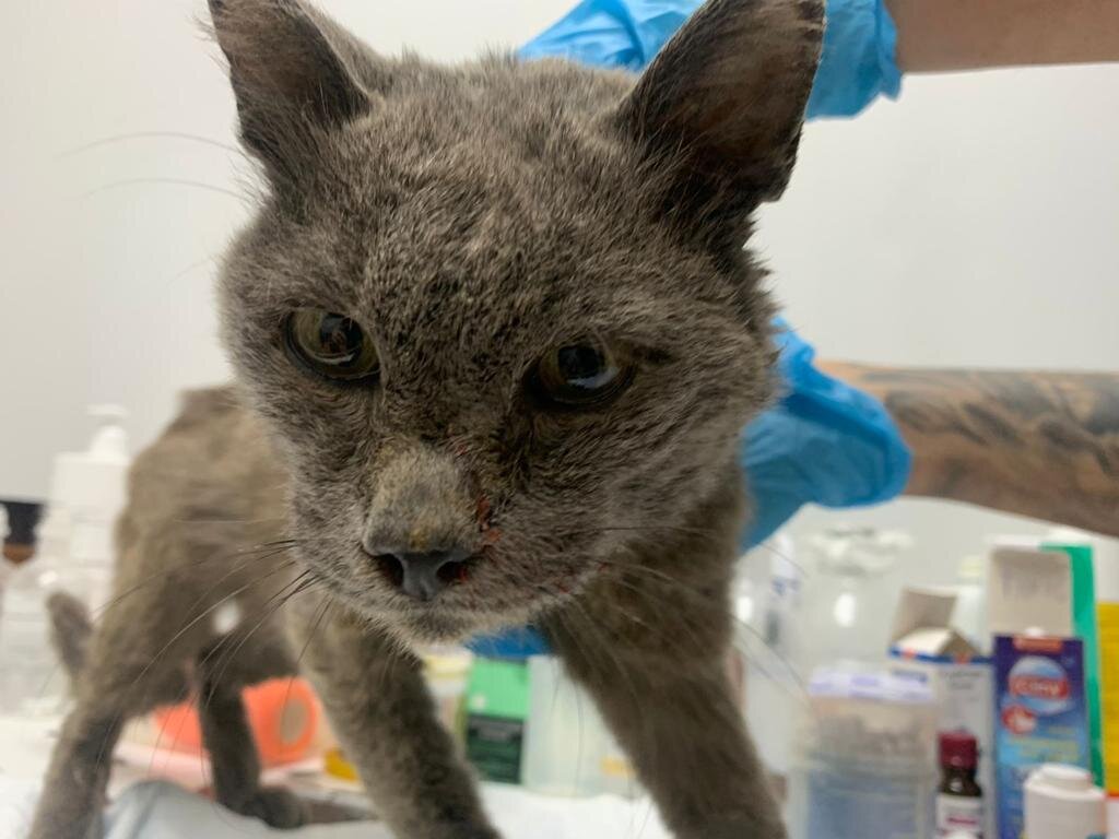 Грин только поступил в приют "Омские хвостики"