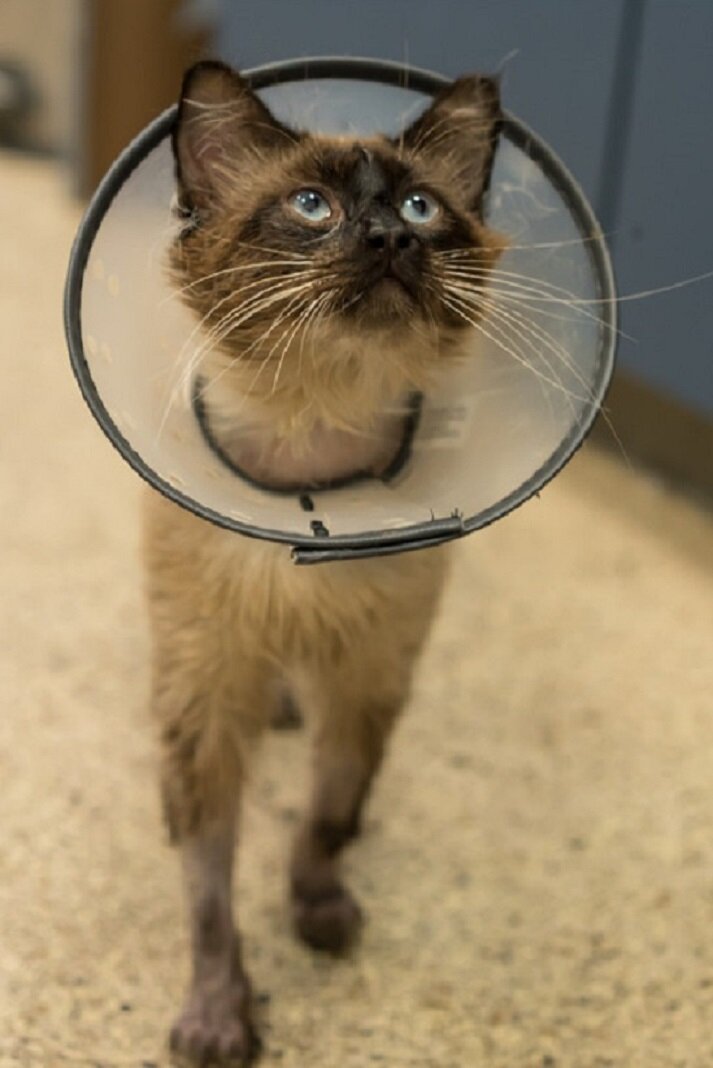 Источник фото: https://friends4life.org/