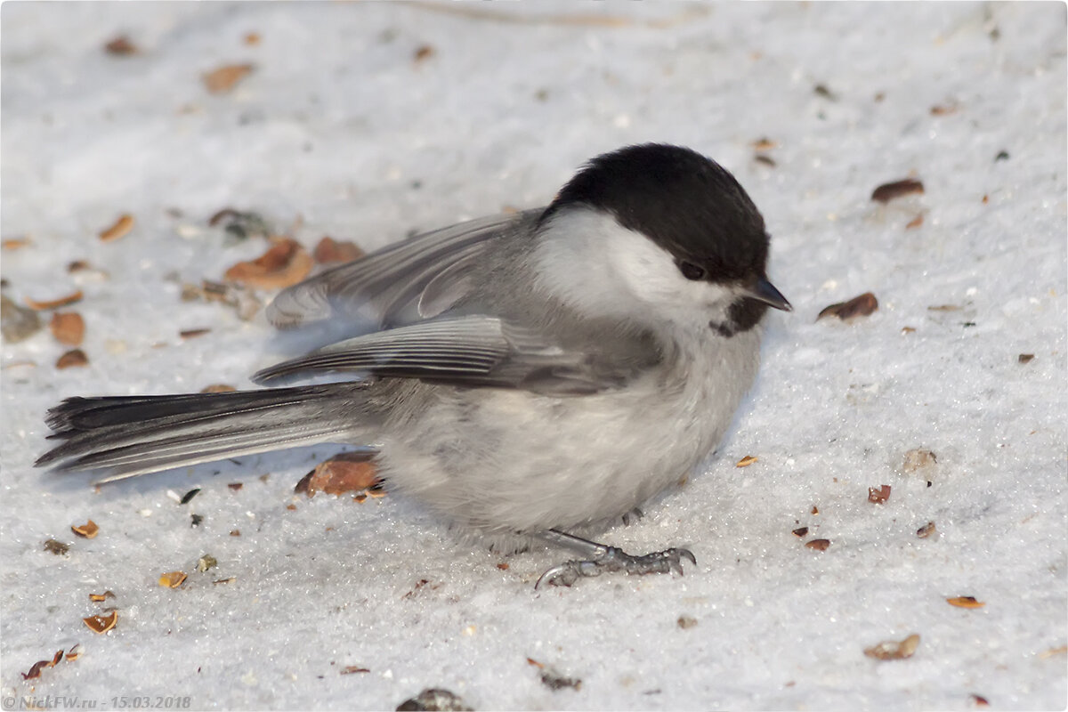 2. Пухляк © NickFW.ru - 15.03.2018г.