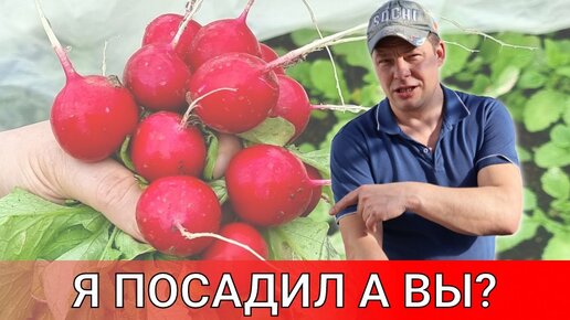 я как всегда в конце марта посадил лучек и редиску