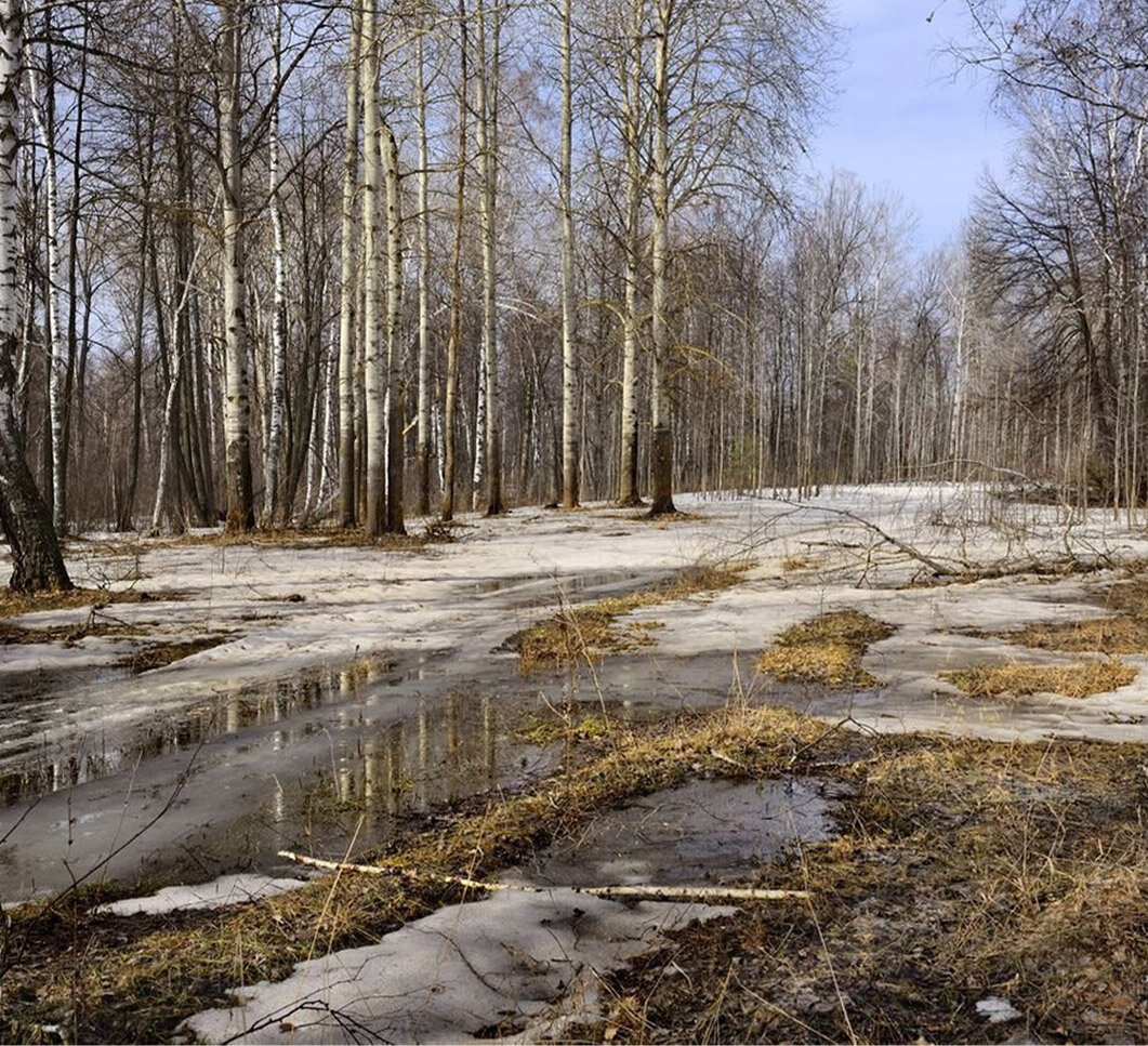 Лес в марте