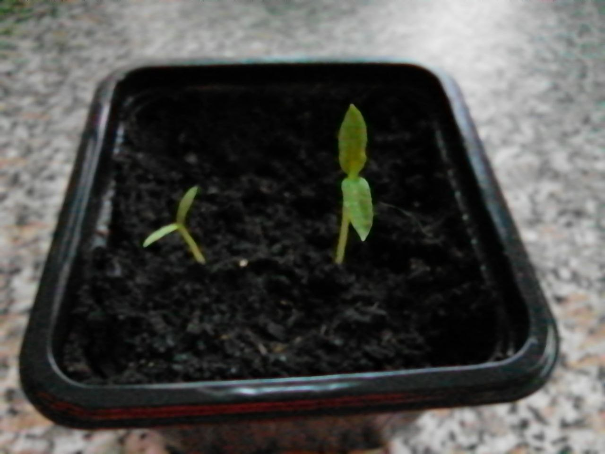 Всходы желтого Хабанеро на 6 февраля