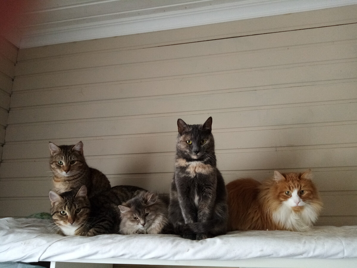 Амарант, Болик, Симба, Микра, Лёва