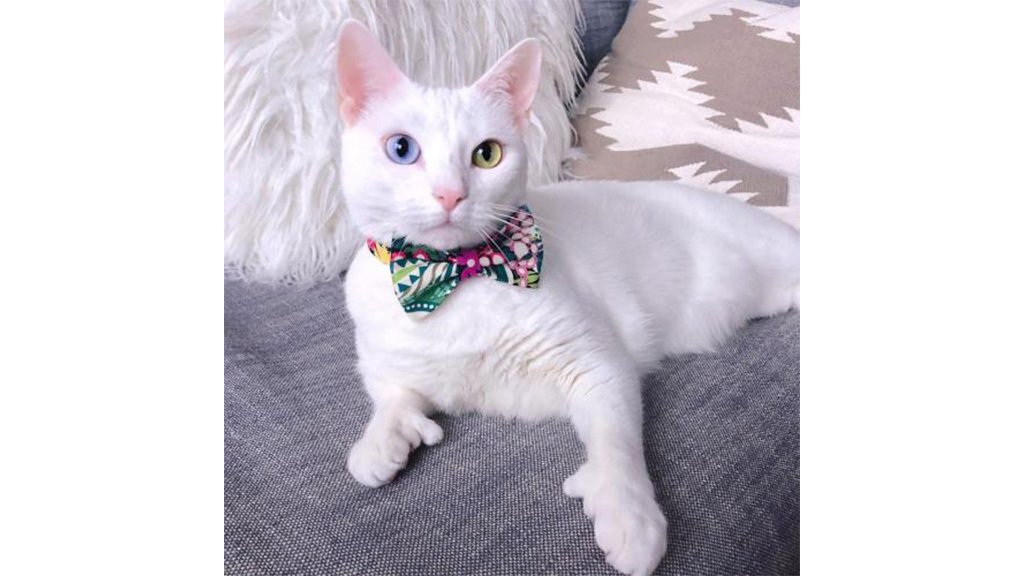    Кошка