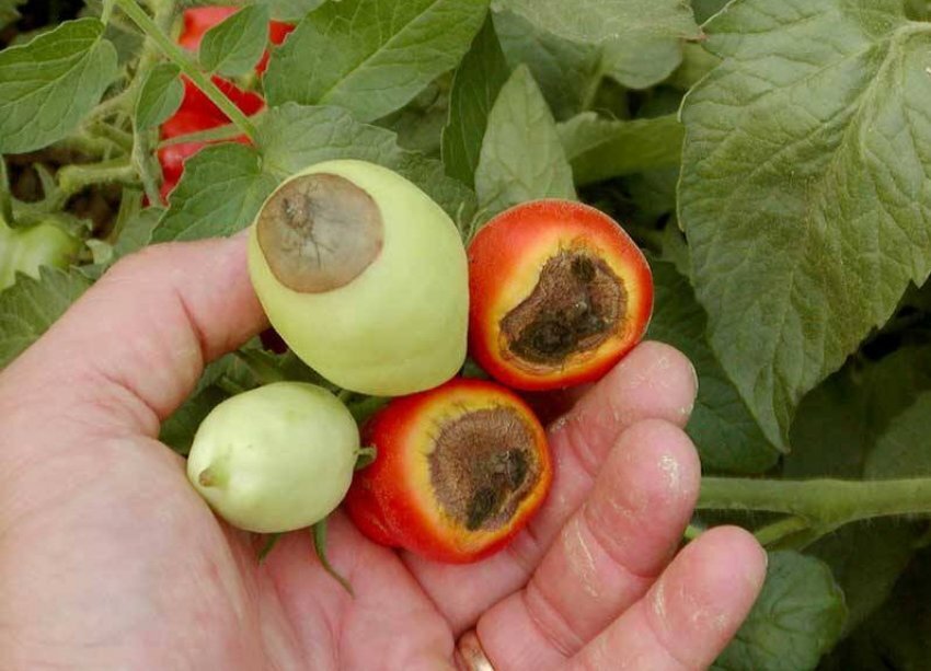 *вершинная гниль https://images.app.goo.gl/ci2V6w4XDbMegJL37