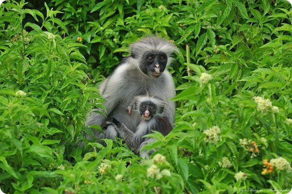 Прием пищи детеныша 