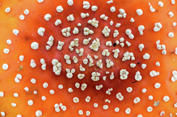 Фото: РИА Новости/Константин Чалабов