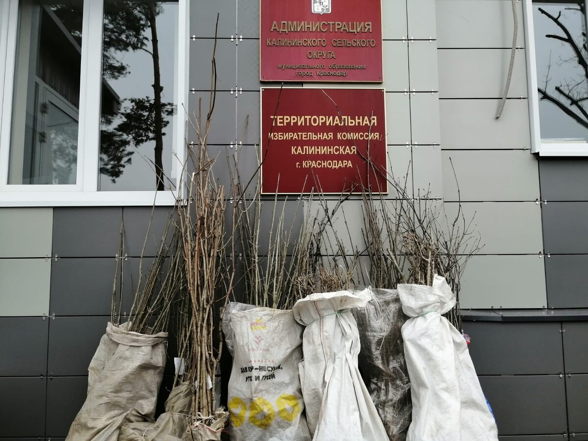 Светлана Ангальт передала более 300 саженцев в администрацию Калининского сельского округа г.Краснодара