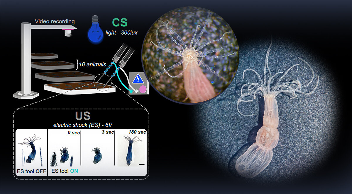  N + 1; Gaelle Botton-Amiot; Gaelle Botton-Amiot et al. / Proceedings of the National Academy of Sciences, 2023