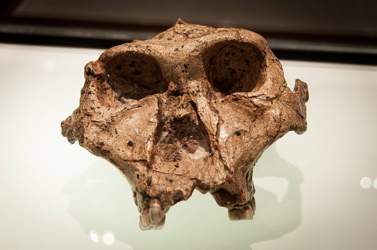 Череп женщины. ЮАР. Возраст около 2,5 млн. лет. 