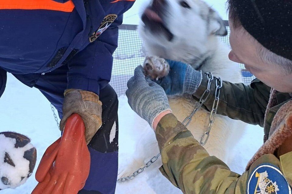     Спасатели освободили собаку от оков в Магадане  ГУ МЧС России по Магаданской области