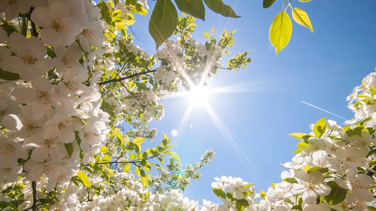 Солнце в этот день являлось символом торжества. Фото: pxhere.com