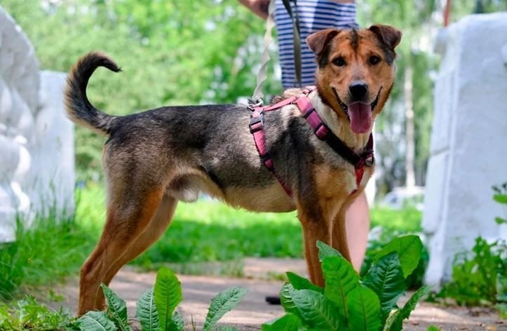      Бывший бездомный пёс Макар