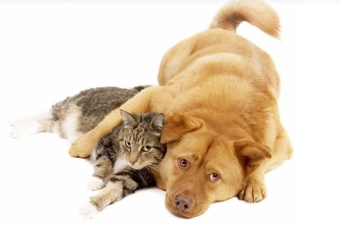      Собака и котик - друзья