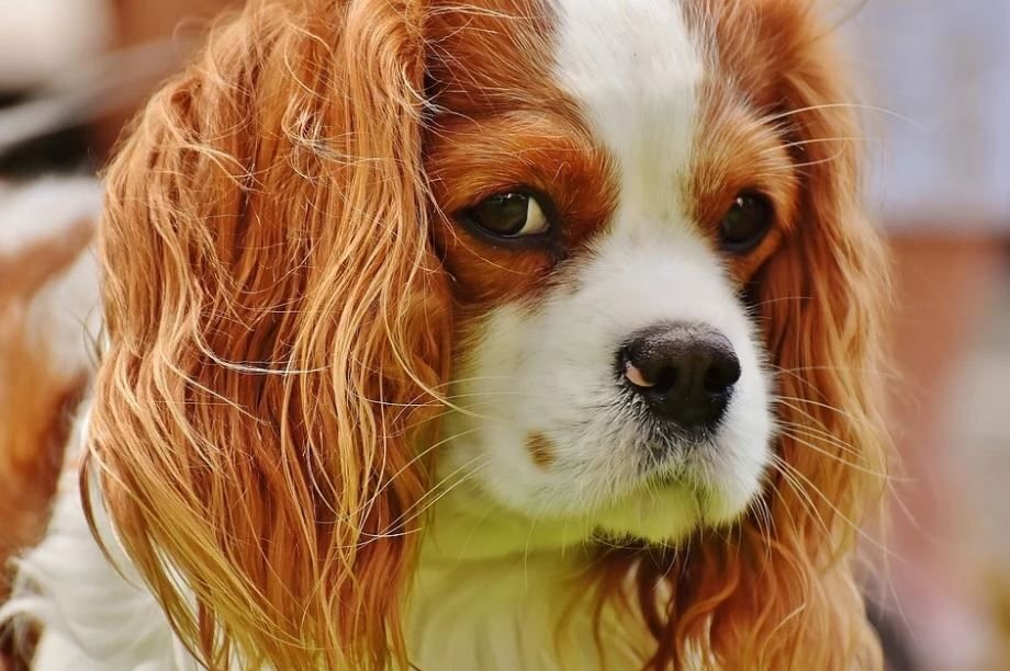 Кавалер Кинг Чарльз Спаниель-порода собак о которой мало кто знает |  Гавкуша | Дзен