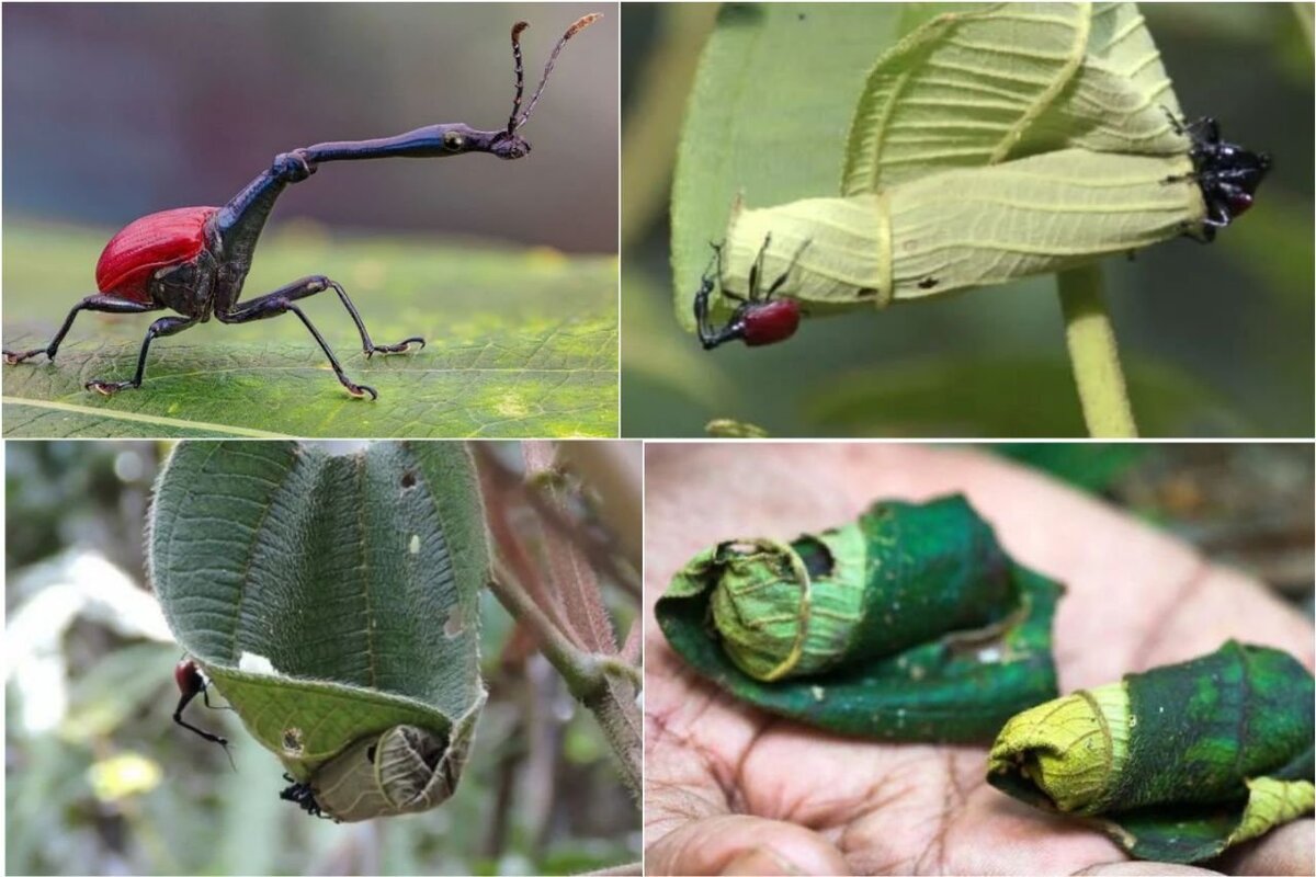 Любимая, пошли самокрутку крутить, дочку девать некуда.