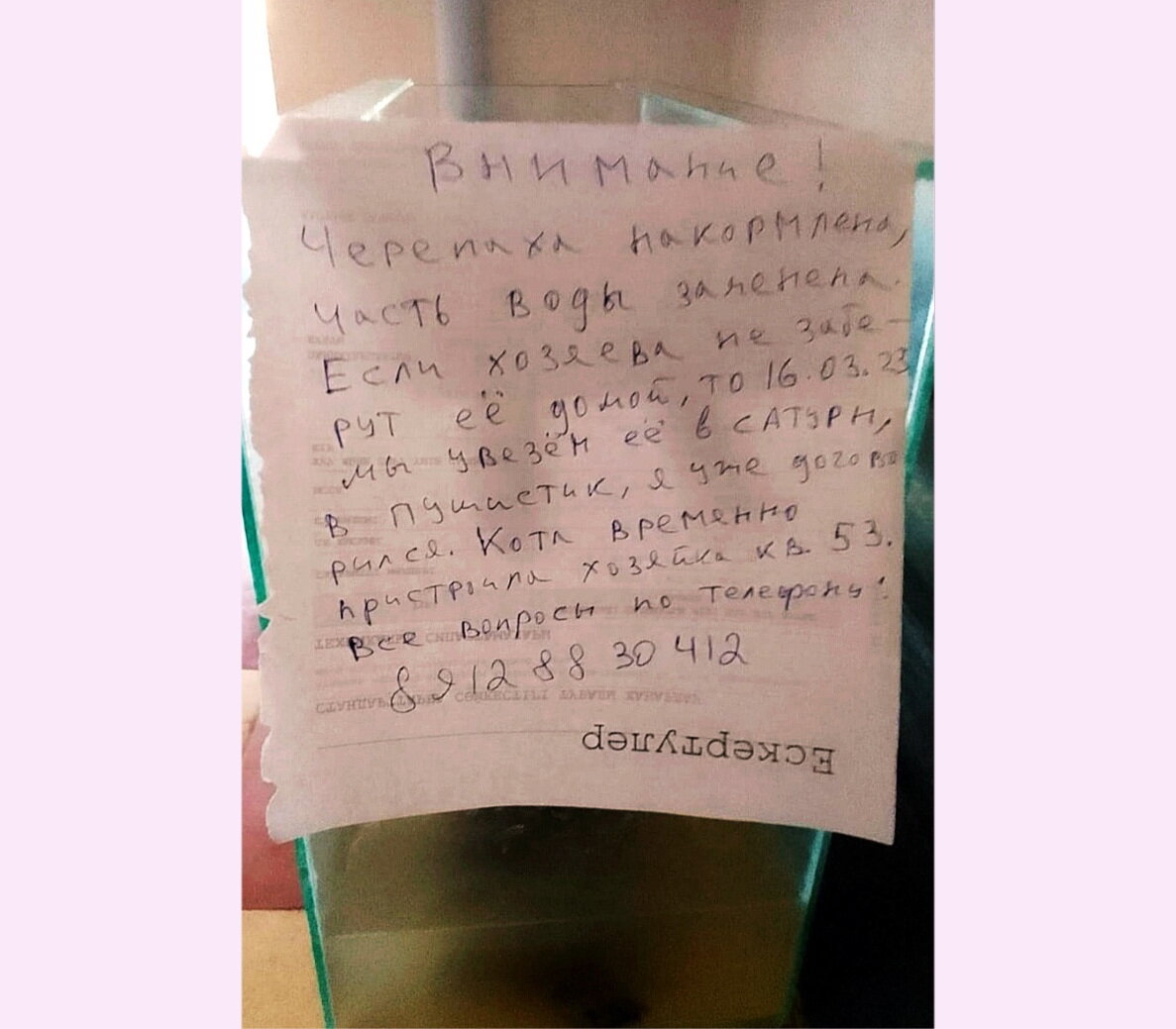 Жильцы подъезда оказались добрыми. Они поддержали кота и черепаху.