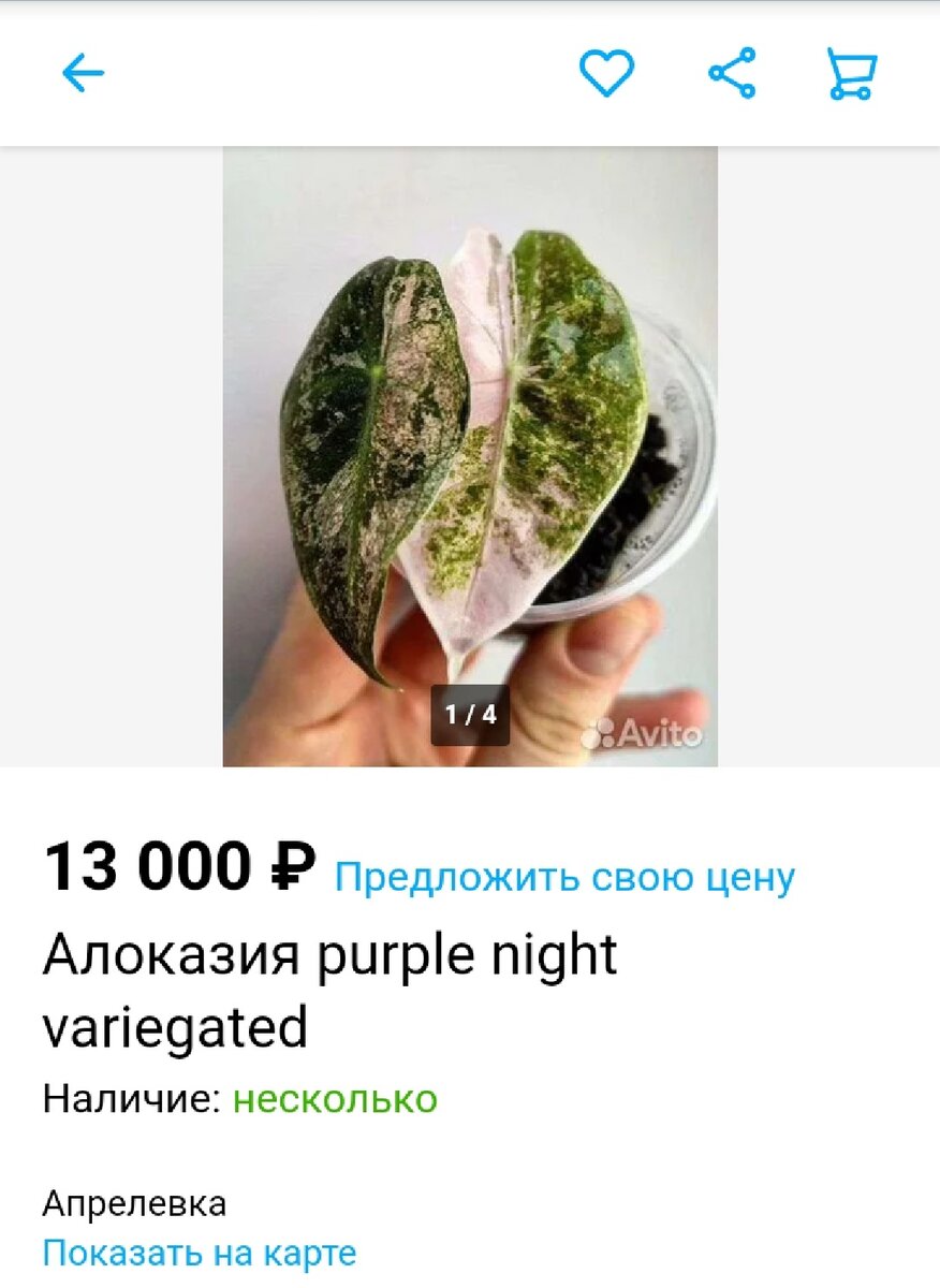 Скриншот с Авито