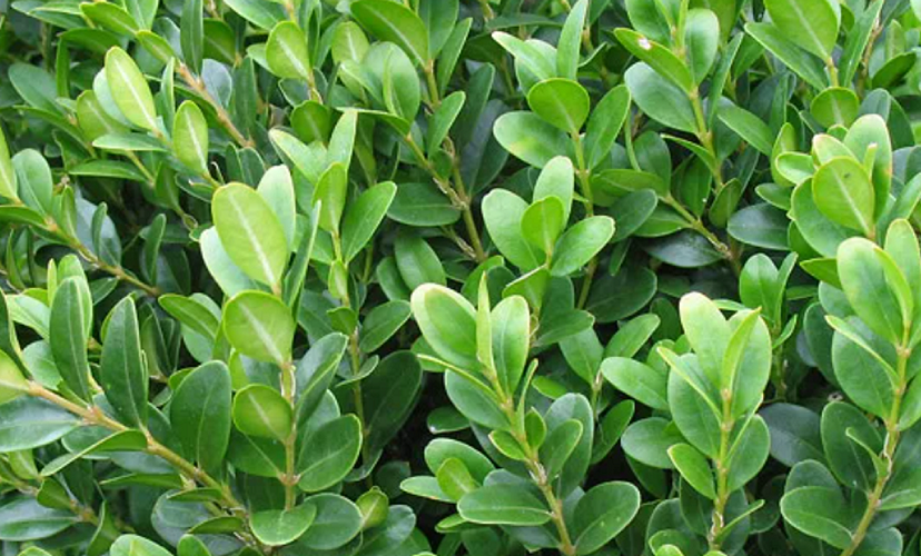 Скопировано с Яндекс