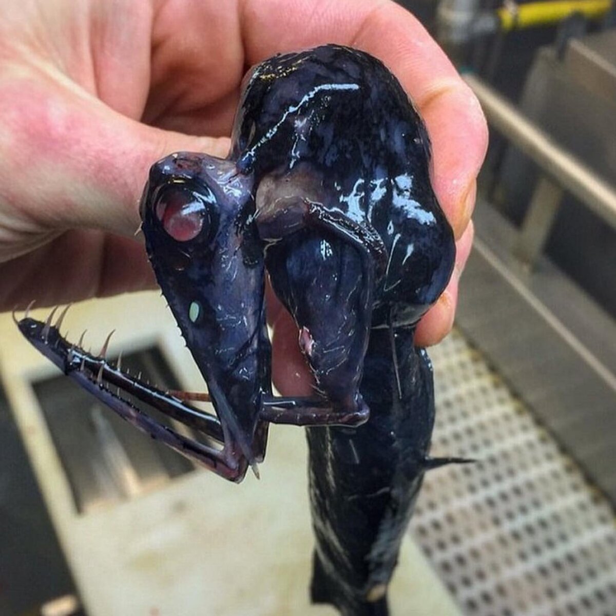 Malacosteus Niger вид рыб семейства Stomaiidae усатых драконов