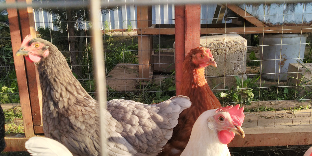 Что необходимо курам помимо корма?