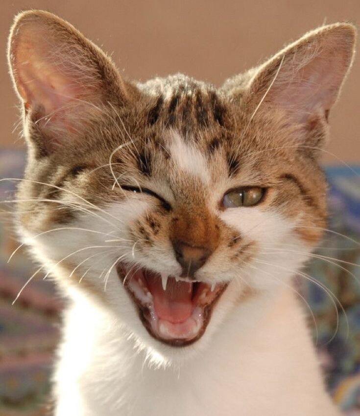 яндекс фото