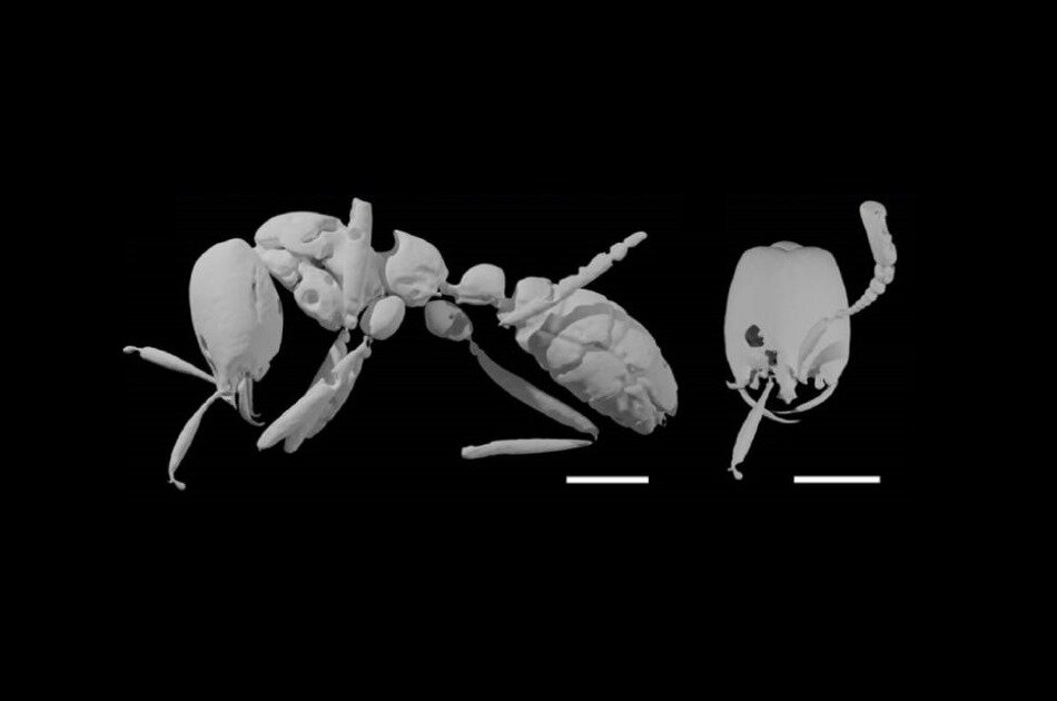   Christine E. Sosiak et al. / Biology Letters, 2022