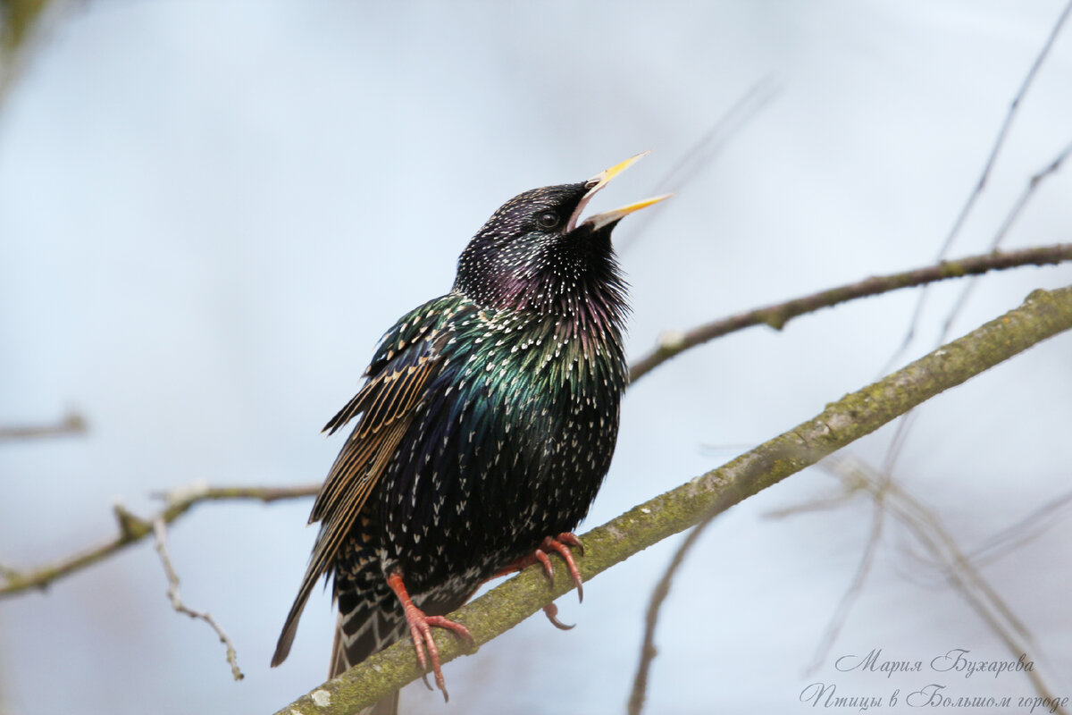 прилет скворцов весной. насекомоядные птицы скворец. скворец весной. возвращаются скворцы наши старые жильцы. скворцы прилетели.