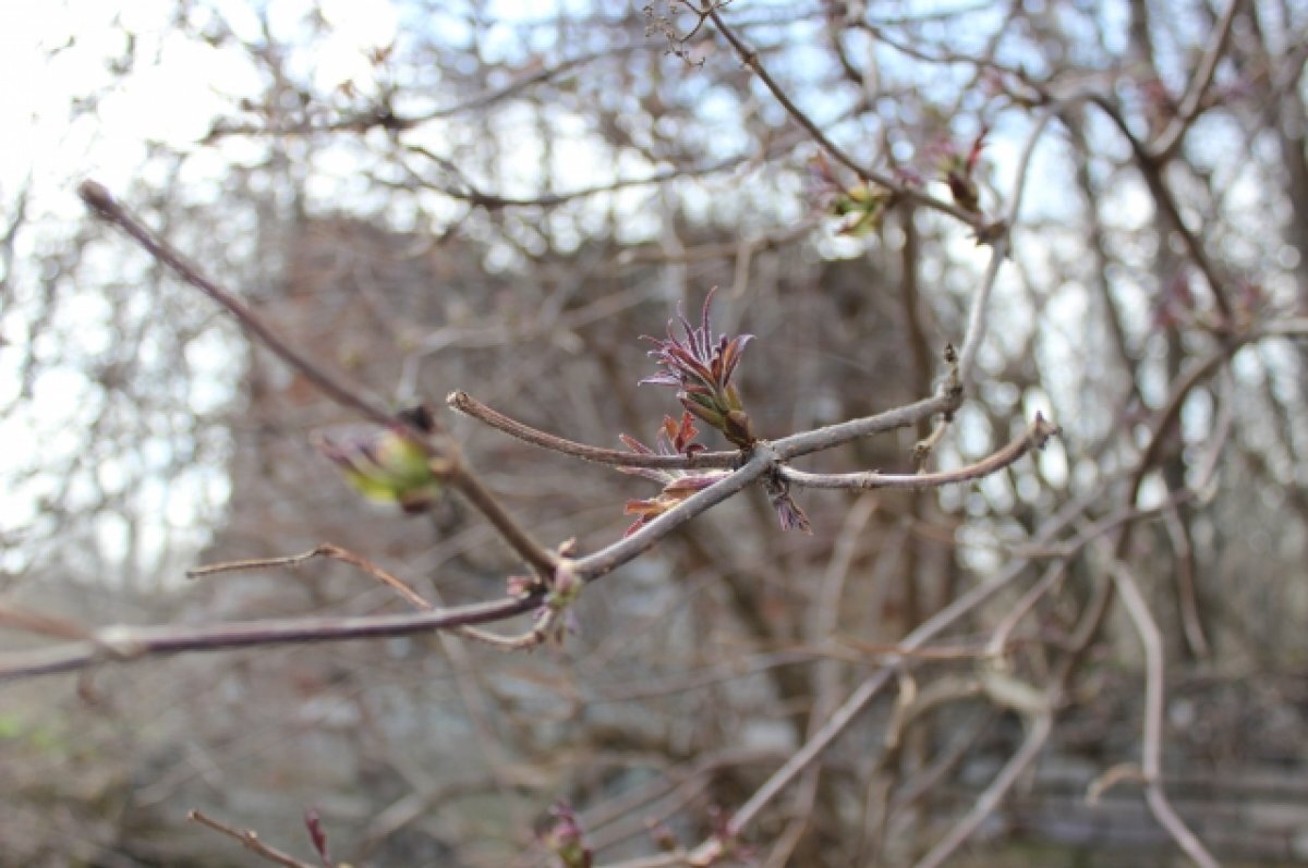    В Тверскую область придёт апрельское тепло с дождями