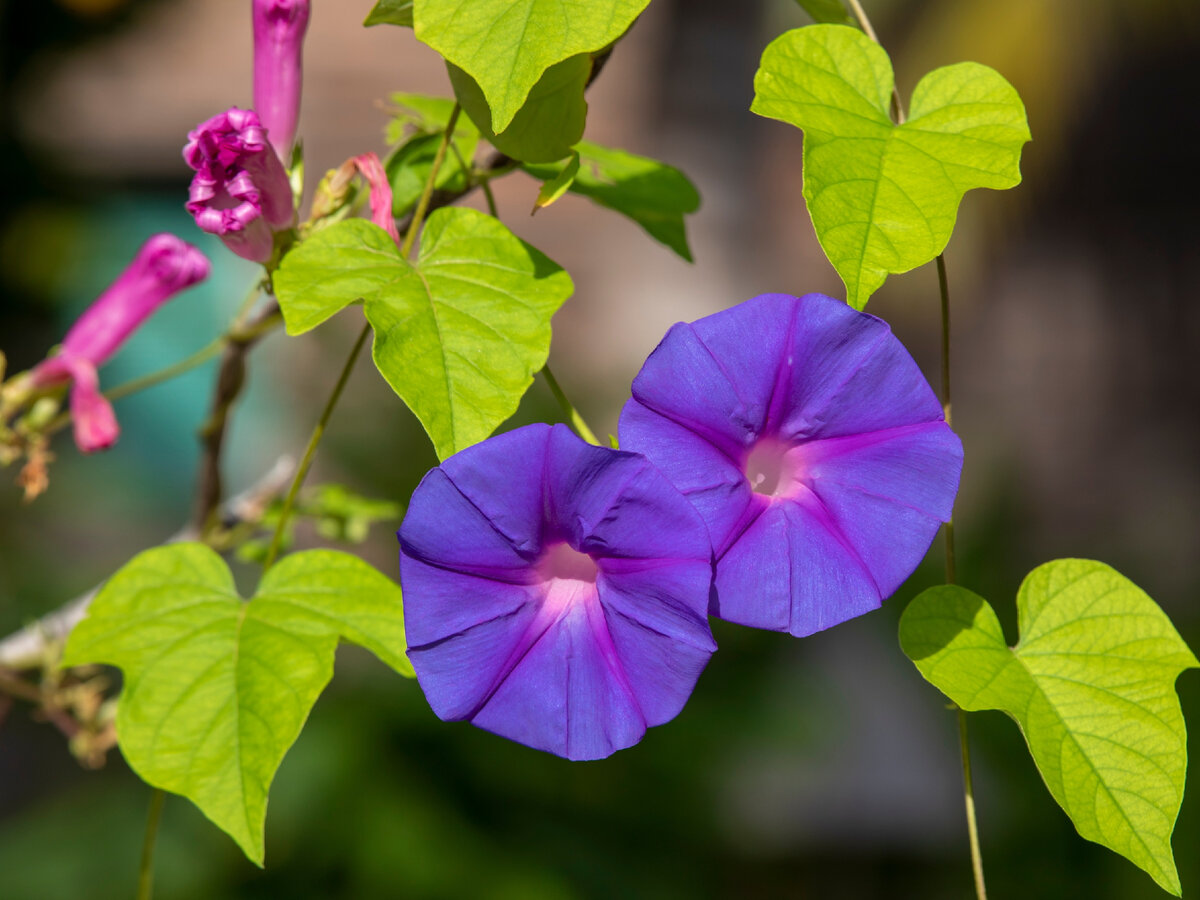 Фото: shutterstock.com