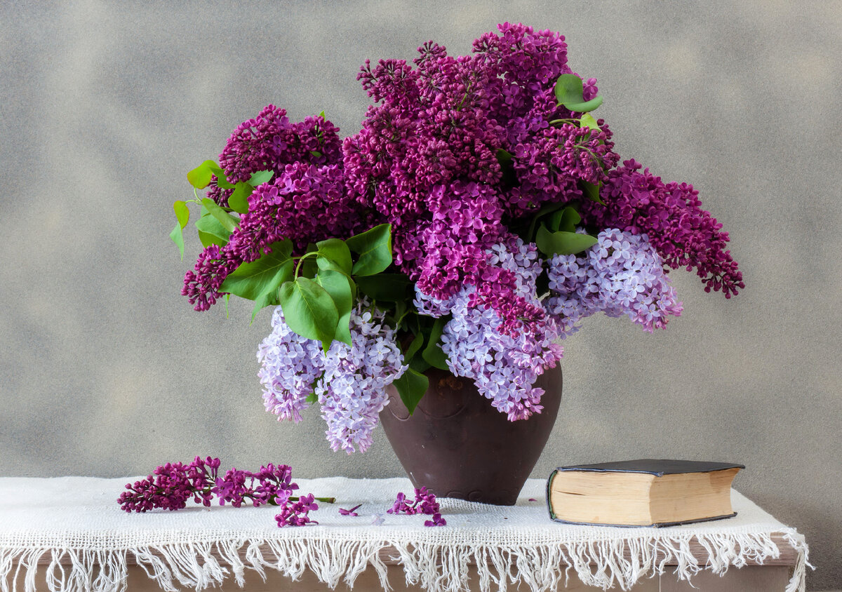 Сирень. Фотография в свободном доступе