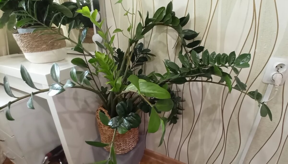 Такой красавчик..был