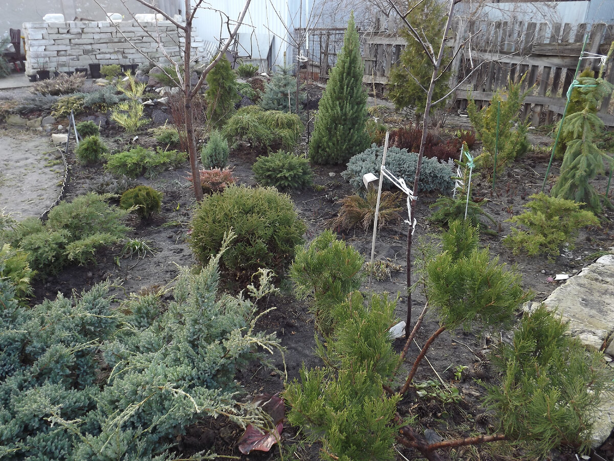 Разнообразие хвойных в моем саду