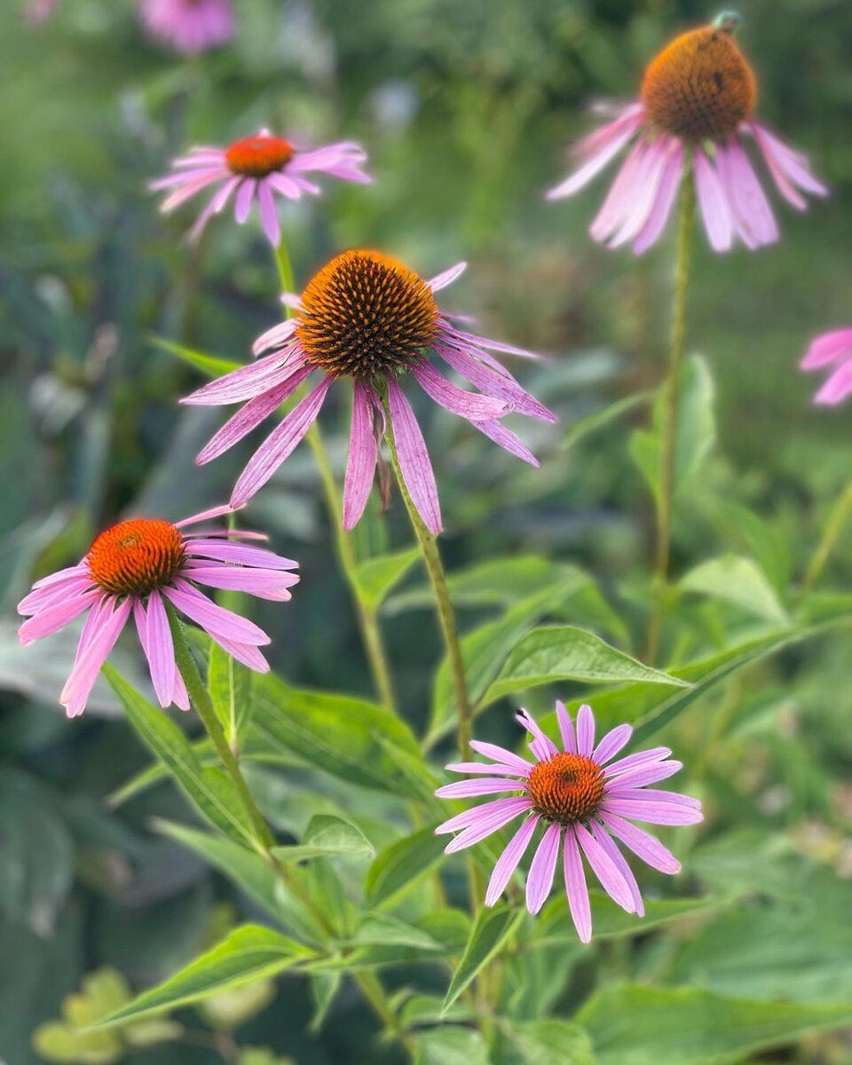 Эхинацея выращена мною из семян