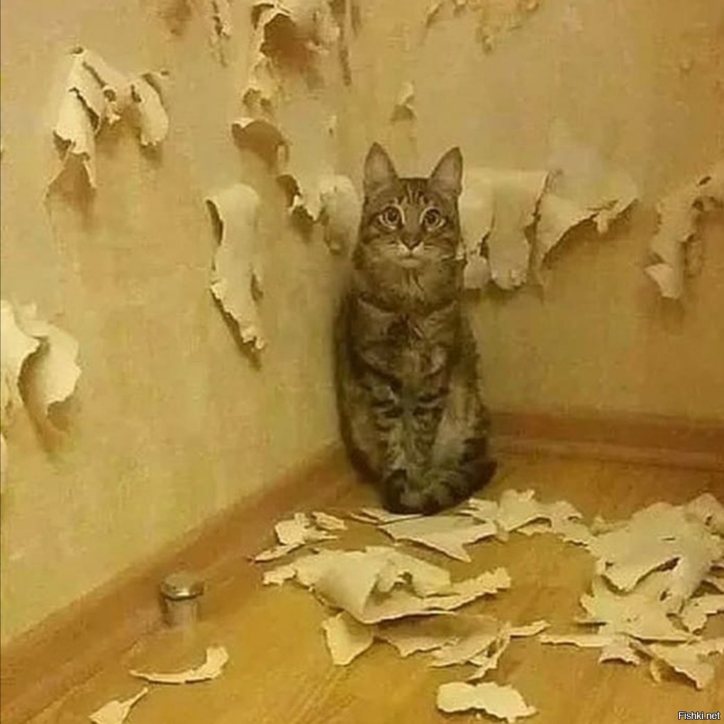 Кот царапает стену