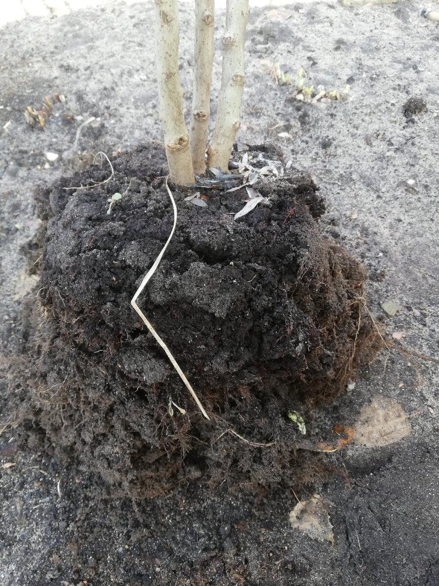 Это корневая ивы пурпурой "Нана", большая, конечно, около 40 см, но выкопалась нормально.